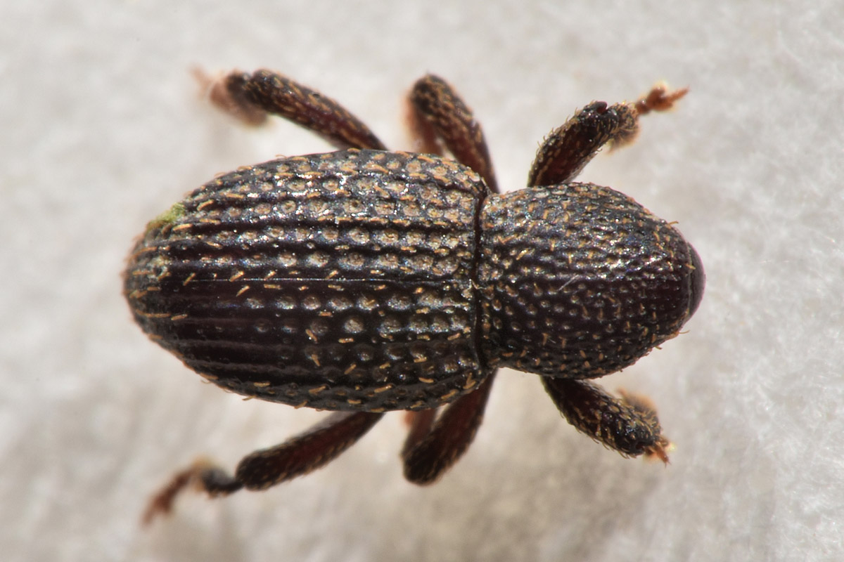 Curculionidae: Acallorneuma reitteri